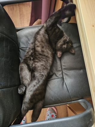 🐈‍⬛ Když máte doma lovce, nikdy nevíte, co vás čeká… Naše kočka si pravidelně nosí myši, ptáky, ještěrky nebo žáby. Jenže...